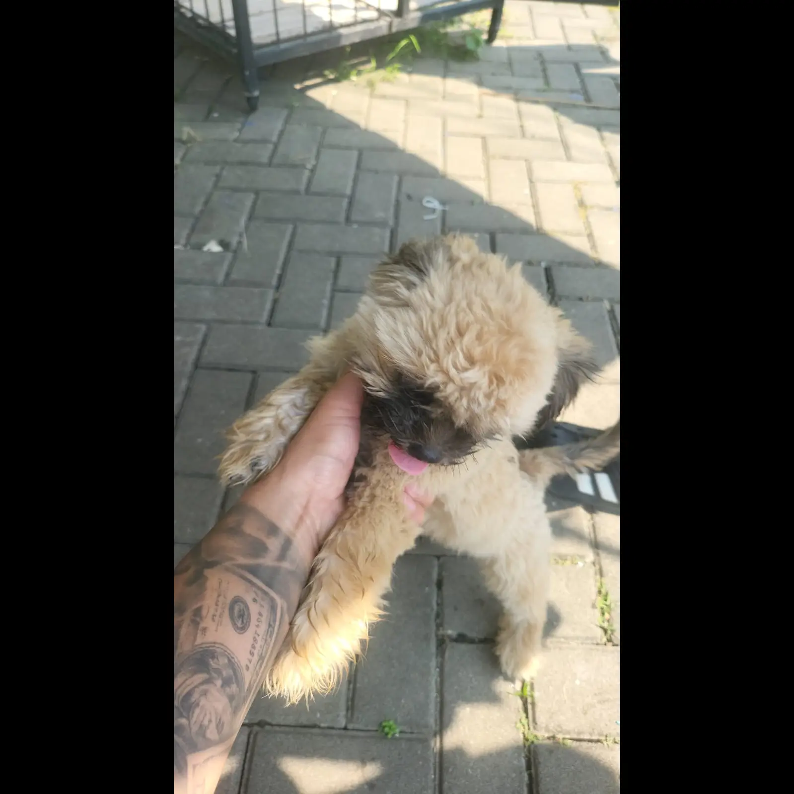 adopsi-shihtzu-mix-chiuahua-2-bulan-VSWY8MQ4CG
