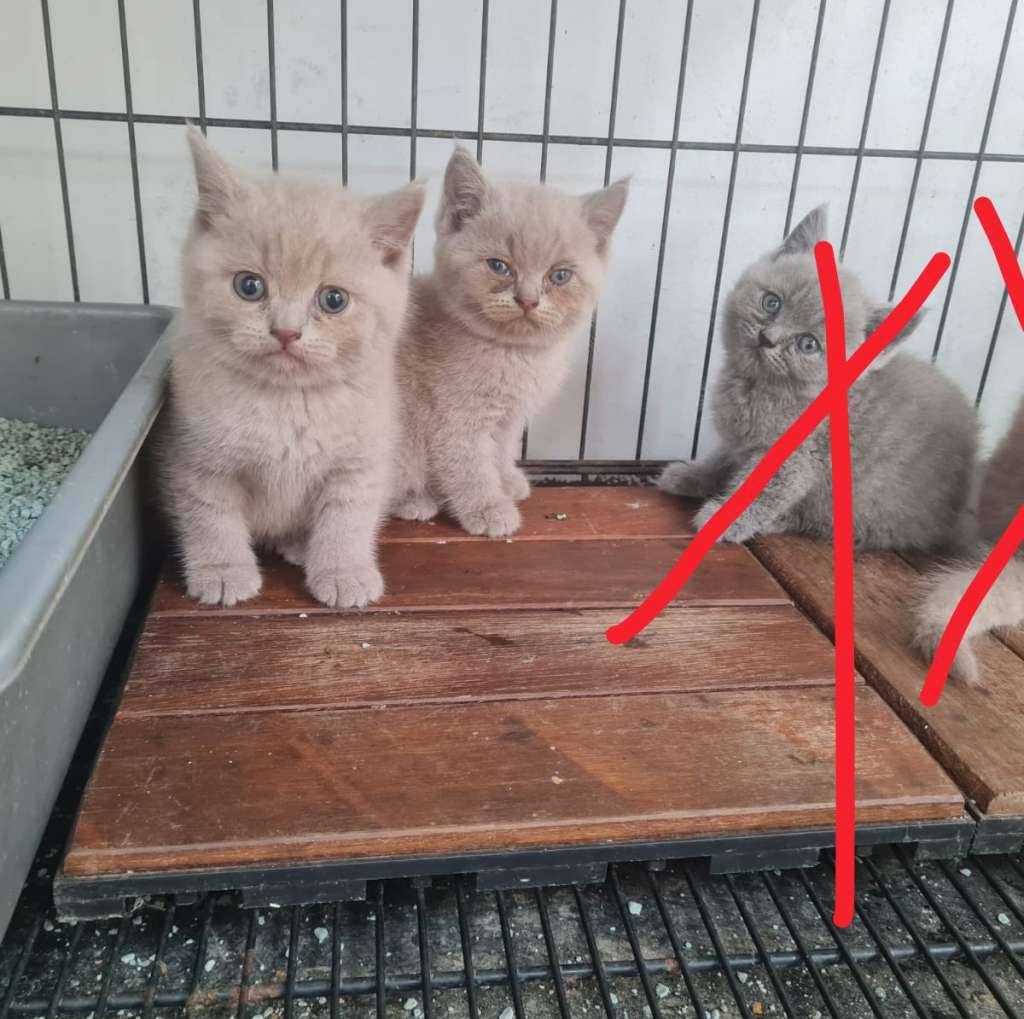 kucing-british-shorthair-pure-100-garansi-O6PZJMQ6EO
