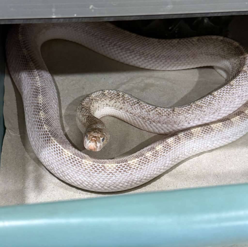 bull-snake-whiteside-15TSSK2G6T