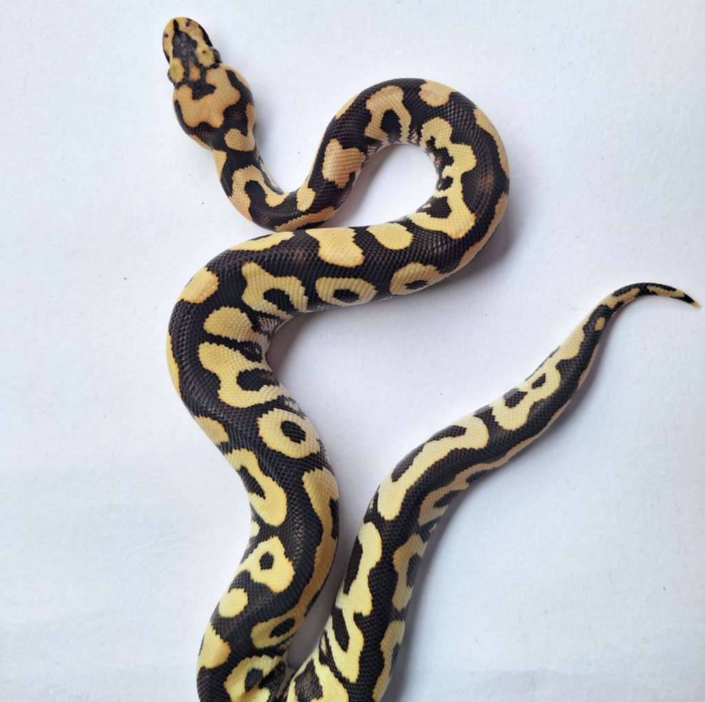 spotnose-desert-ghost-clown-5Y8G9U5BZR