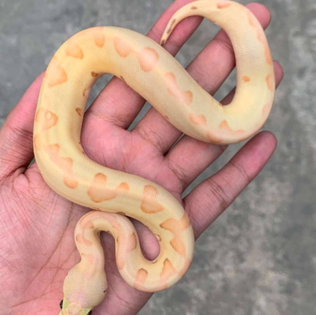 banana-pastel-enchi-clown-XMP60Q0T5N