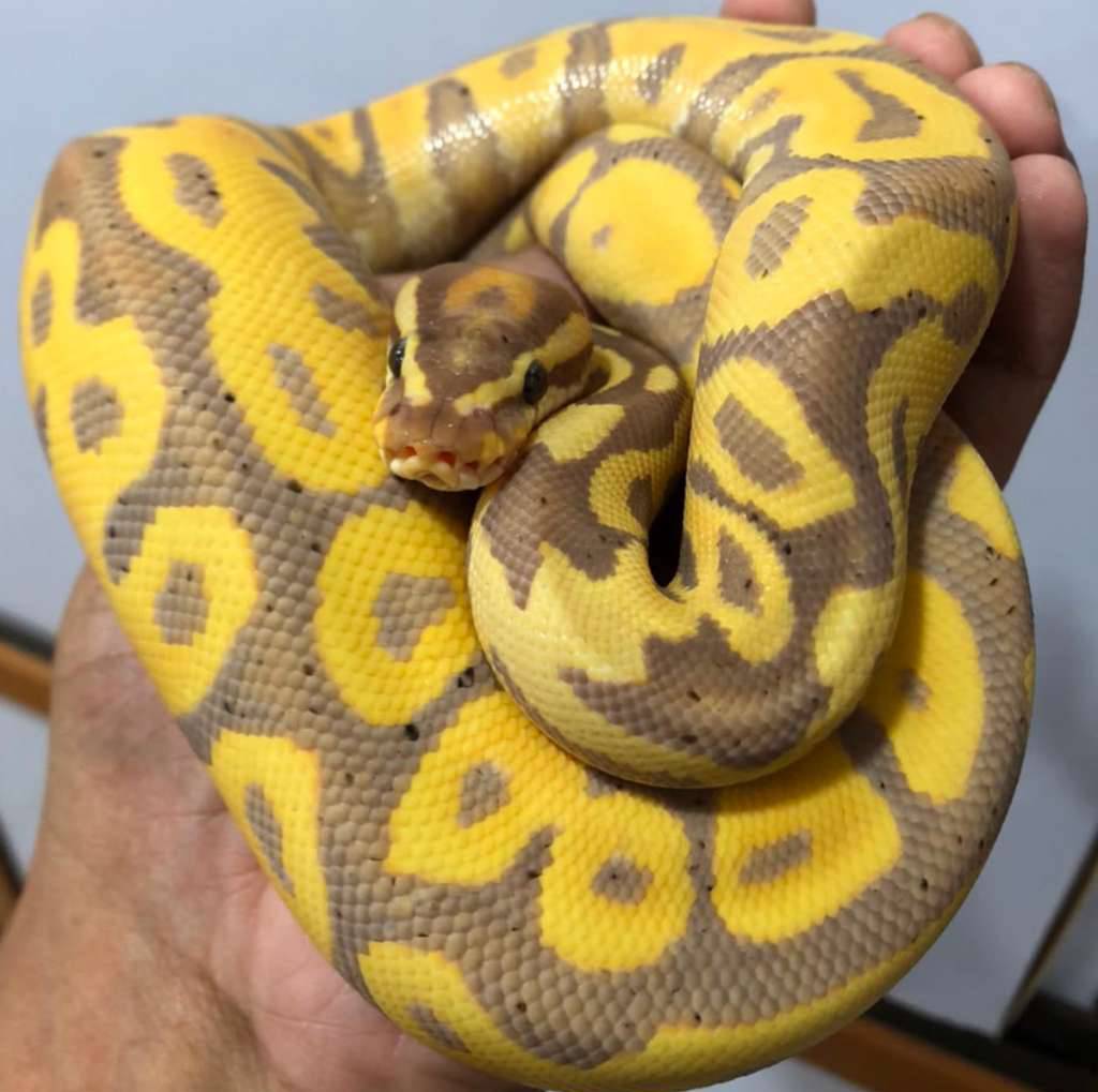 banana-leopard-het-hypo-OHPJIK8TQD