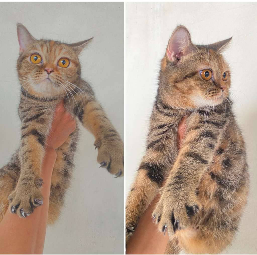 kucing-british-shorthair-golden-tabby-classic-betina-CEVPJIBYVJ