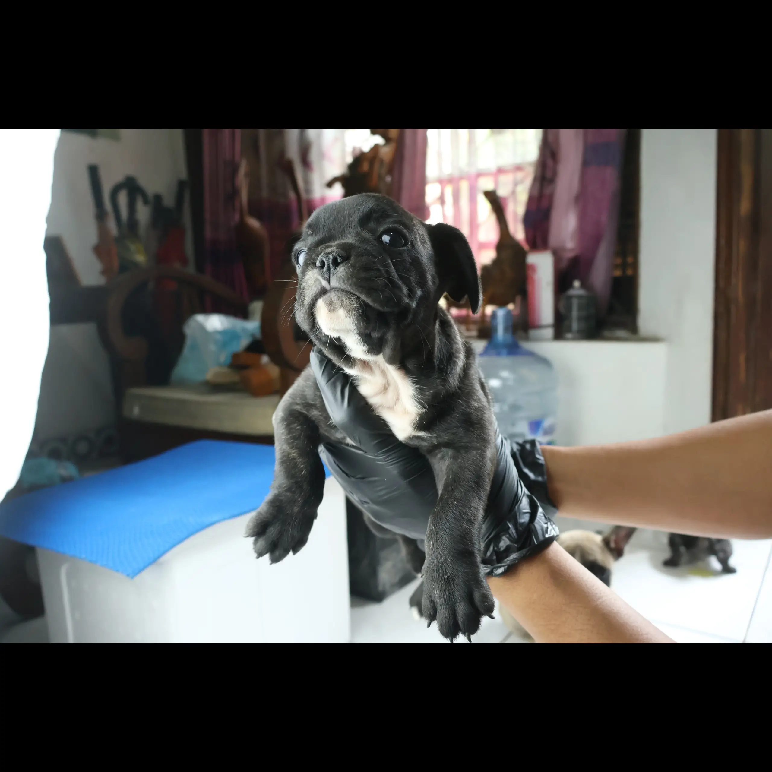 french-bulldog-for-adopt-38FM2GUJ32