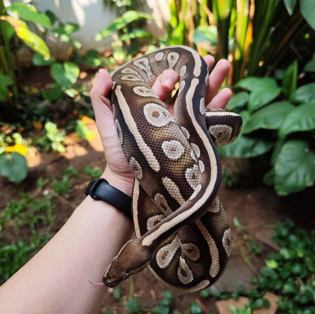bp-mojave-het-holygrail-lav-pied-clown-AFU2L0YONH