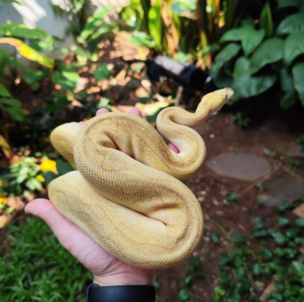 bp-clown-enchi-pastel-lesser-QI1ZIGST6J