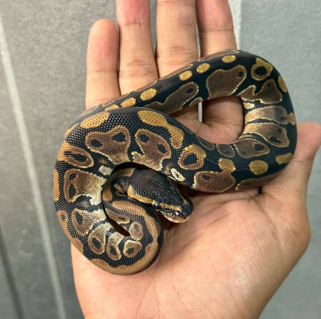 normal-double-het-tsk-axanthic-pied-KNPZ2CNAW0