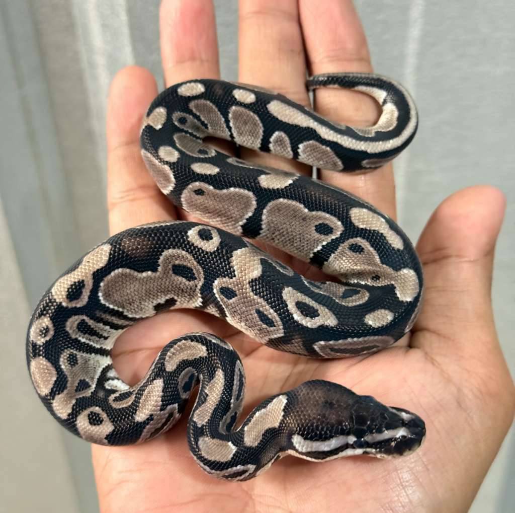 tsk-axanthic-het-pied-K3BSF6SKO7