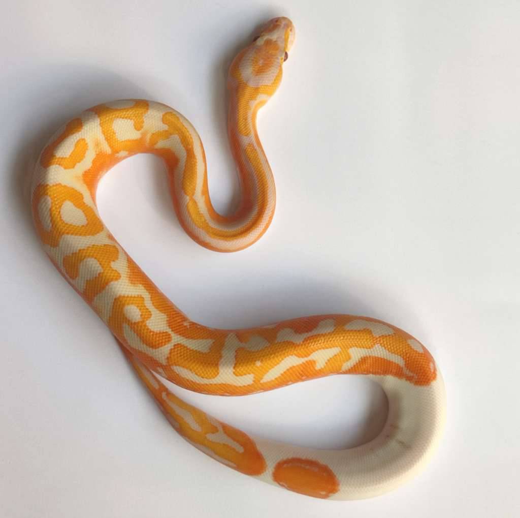 dreamsicle-lavender-pied-VIP0WM05Y0