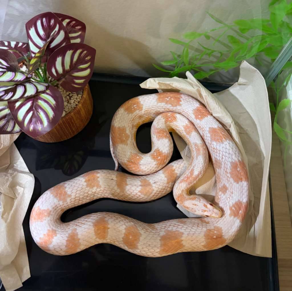 cornsnake-snow-PLPBED0N06