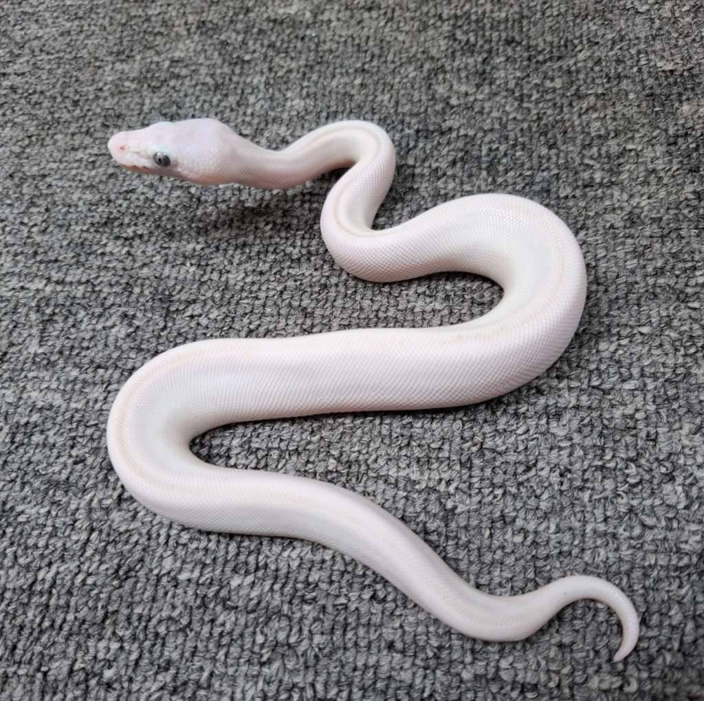 blue-eyed-leucistic-0KAPXLMYPV