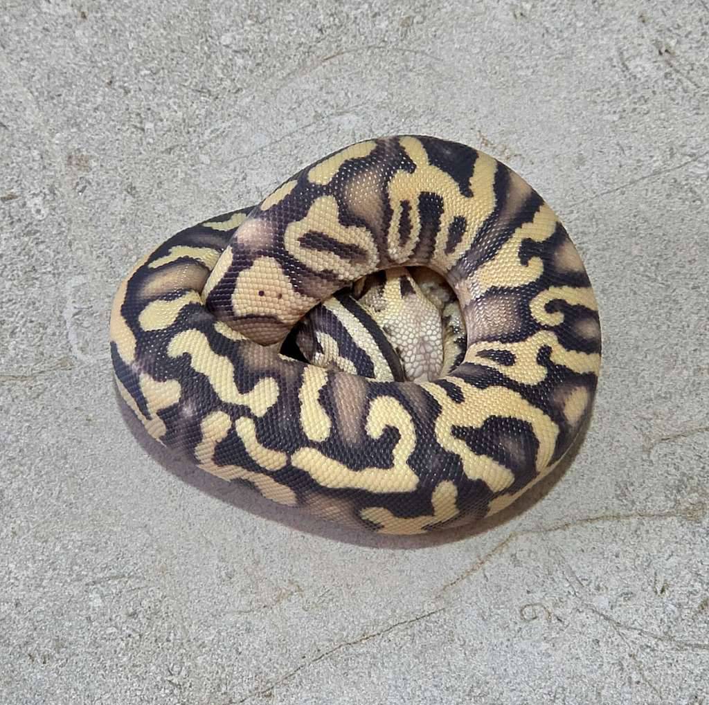 pastel-ghi-desert-ghost-UDNXNGTGS7