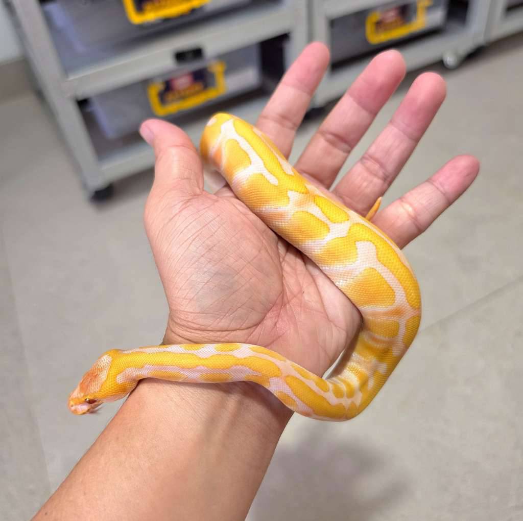 enchi-lavender-het-clown-D8KCQ5HV3A