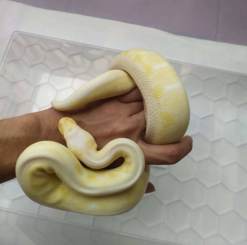albino-mojave-black-pewter-GLI9PQWGOO
