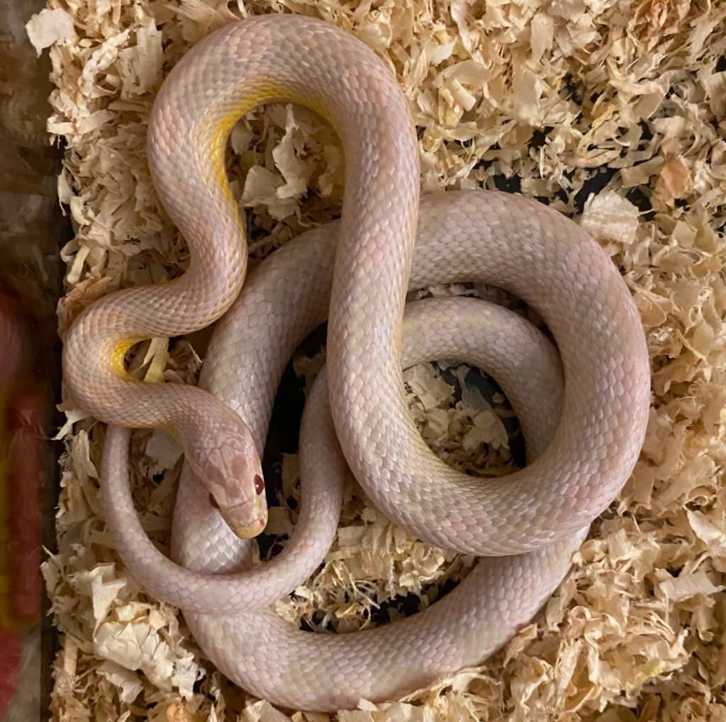cornsnake-snow-unsex-LTJF968XU7