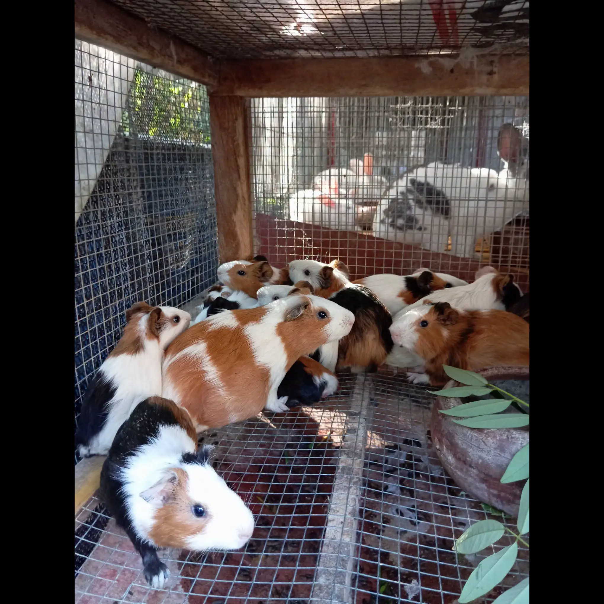 marmut--hewan-peliharaan-lucu--PET29ZU6X9
