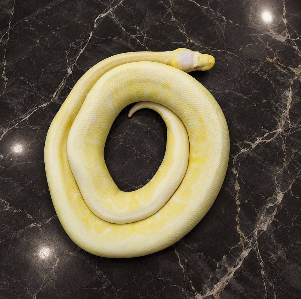 albino-mojave-black-pewter-H5J82S2528