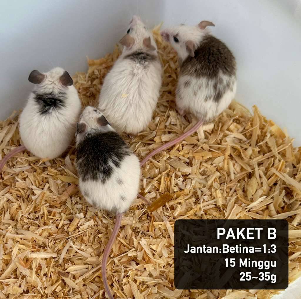 asf-tikus-breeding-group-13-3-set-JMWXD00OA9
