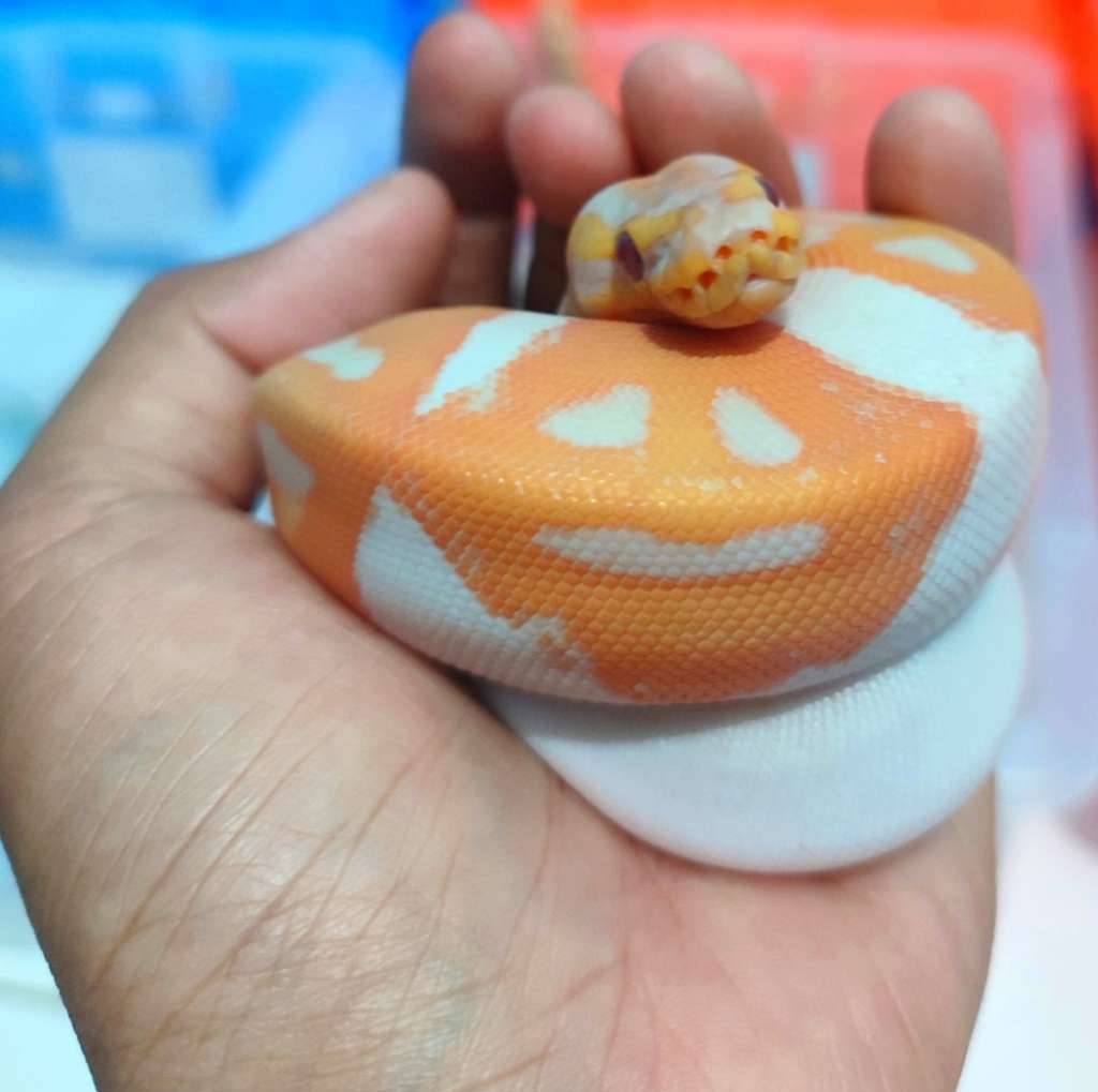 dreamsicle-lavender-pied-PZEUFQXK0U