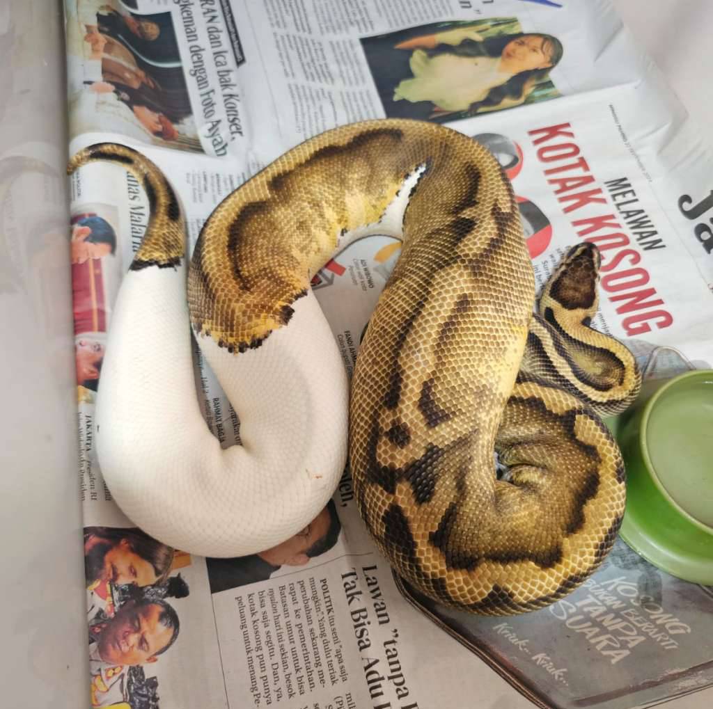 pastel-pied-DTKVC2PAOH