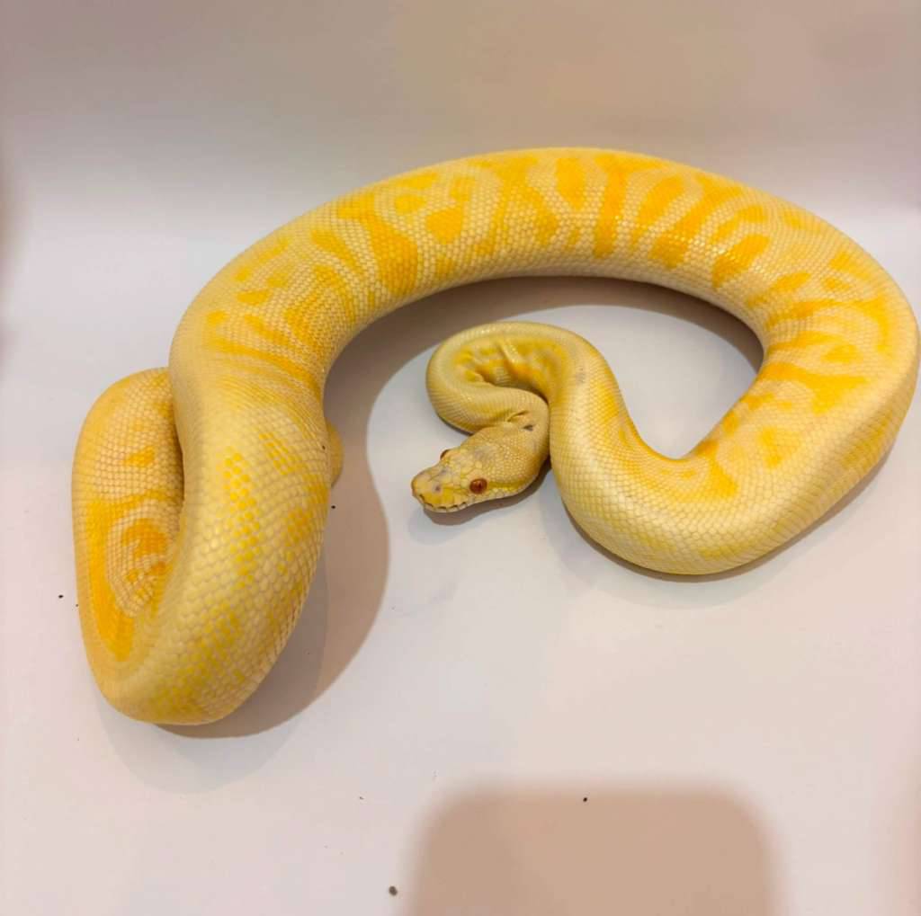 albino-leopard-black-pewter-het-clown-proven-YK6MU1TMBT
