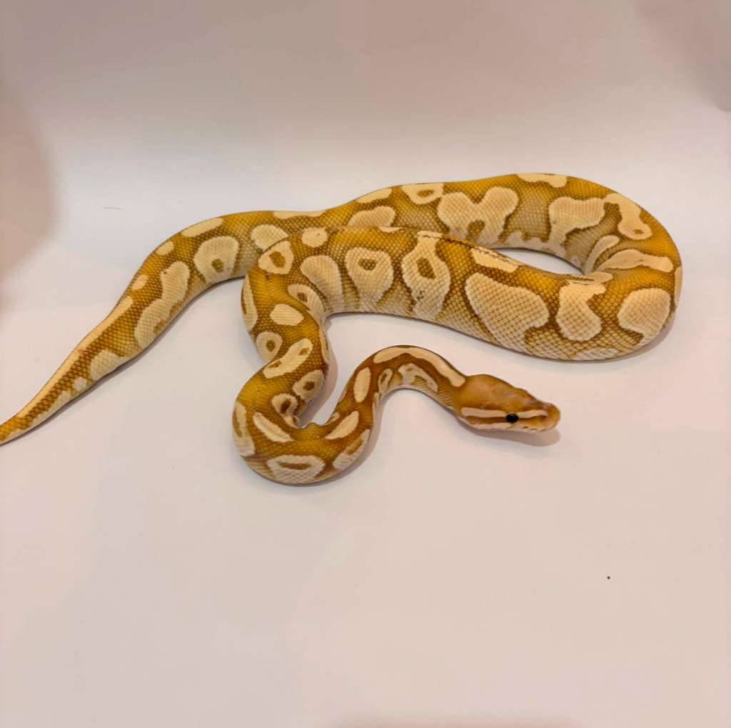 banana-enchi-proven-YJP8EGCP4R