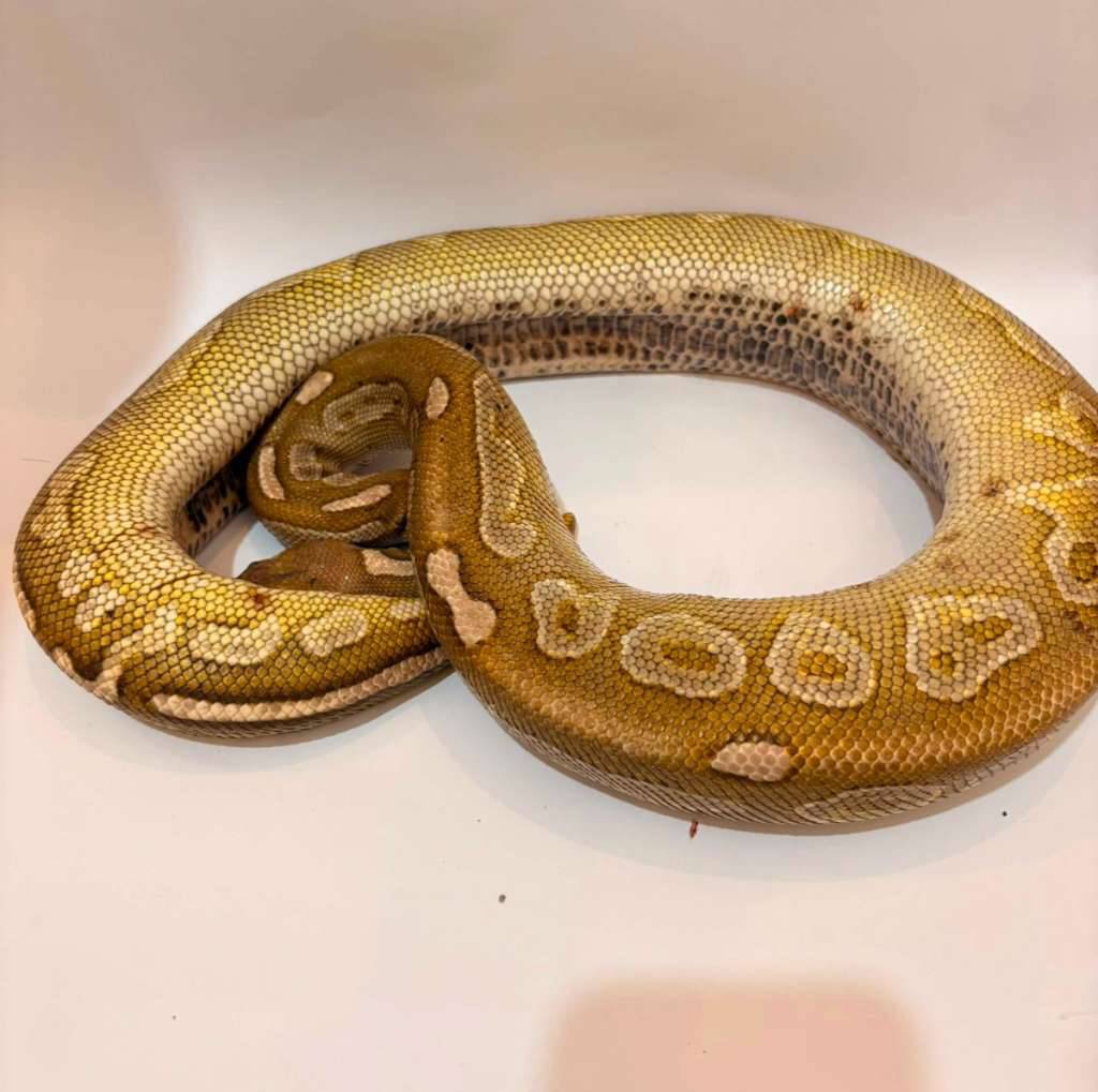 lesser-cinnamon-proven-APRBU8HTE9