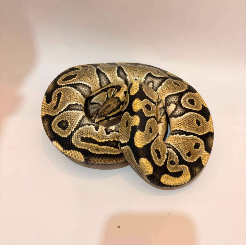 hypo-proven-VCFGLFK9SF