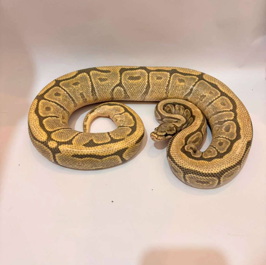 spider-mojave-hypo-proven-278DUE8E85