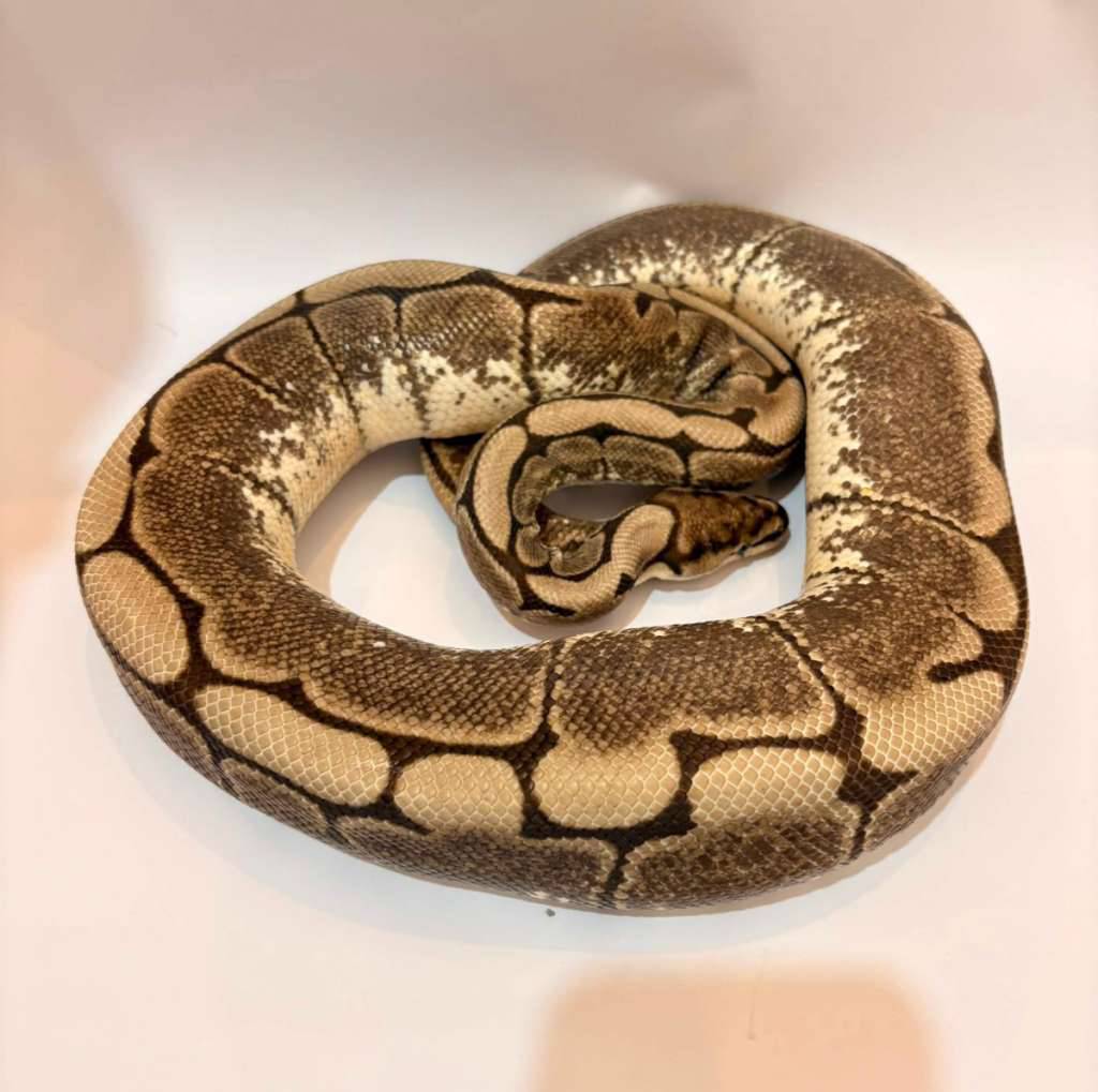 spider-axanthic-vpi-proven-SRNRLW05JD