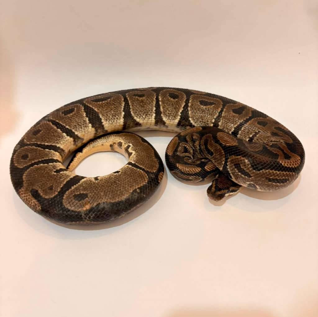 axanthic-proven-4H8EJTRIWW
