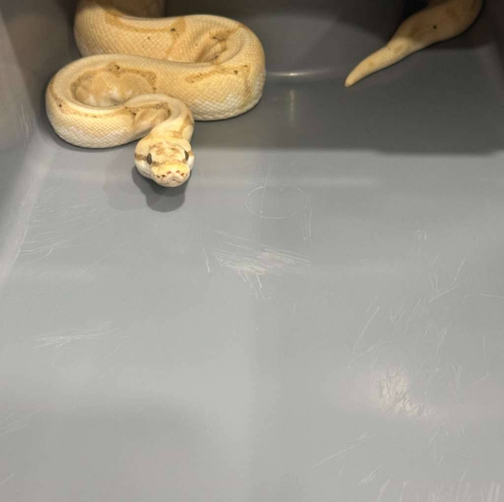 banana-spider-Z7586PAFSZ