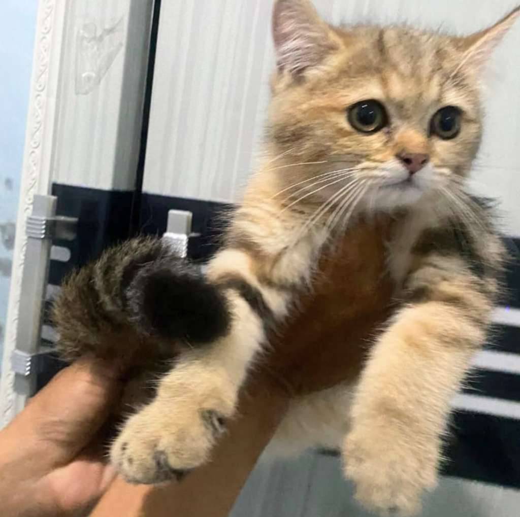kucing-british-shorthair-golden-male-792NG2RWCM