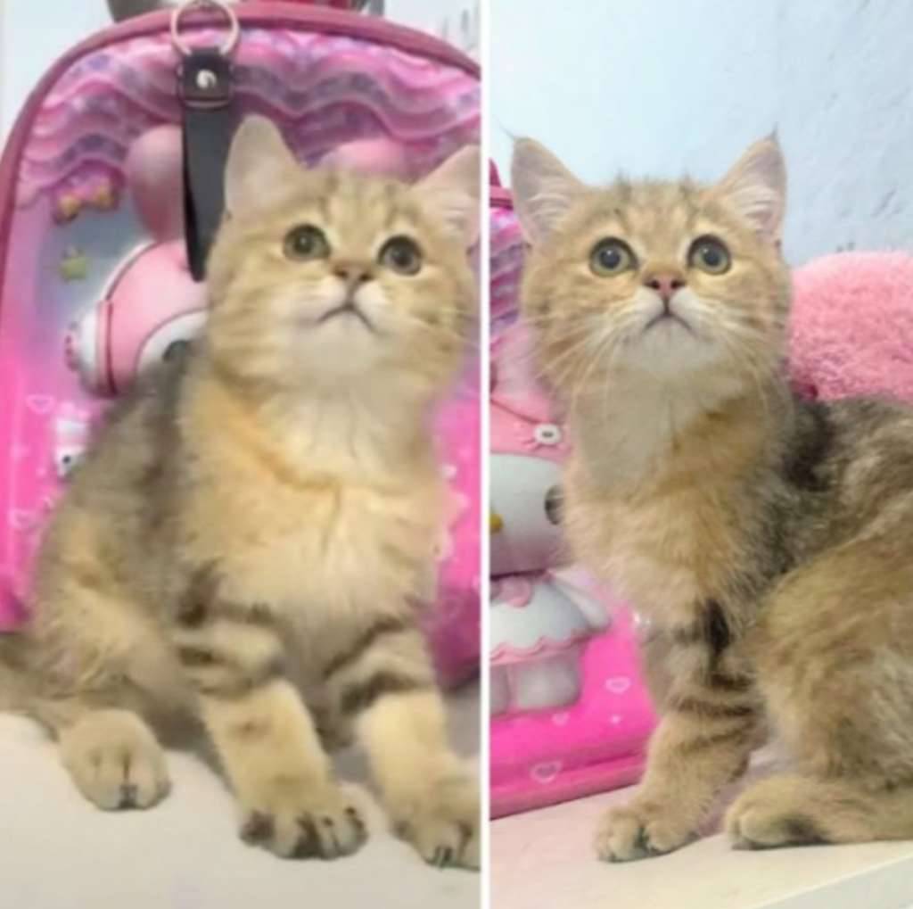 kucing-kitten-british-shorthair-golden-jantan-pure-0FDIM4XLMW