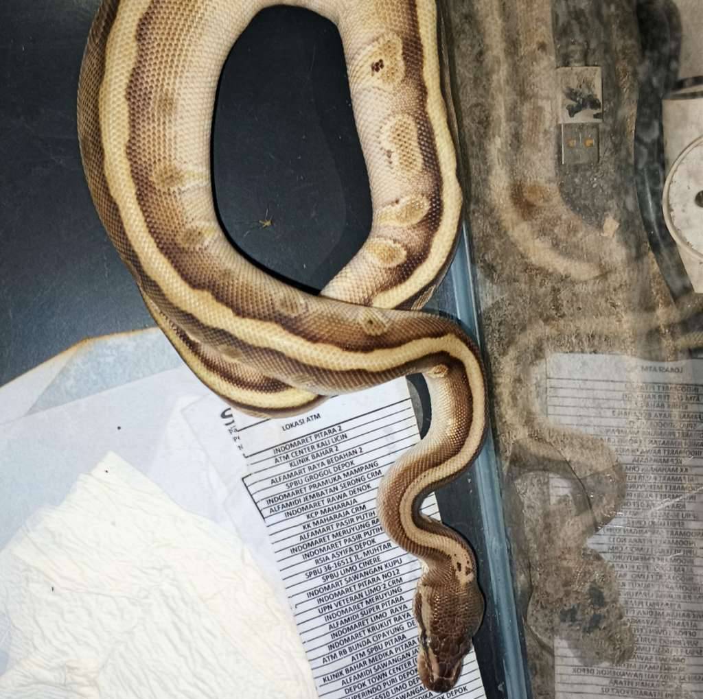 ball-python-phantom-hgw-WI3T3LQN35