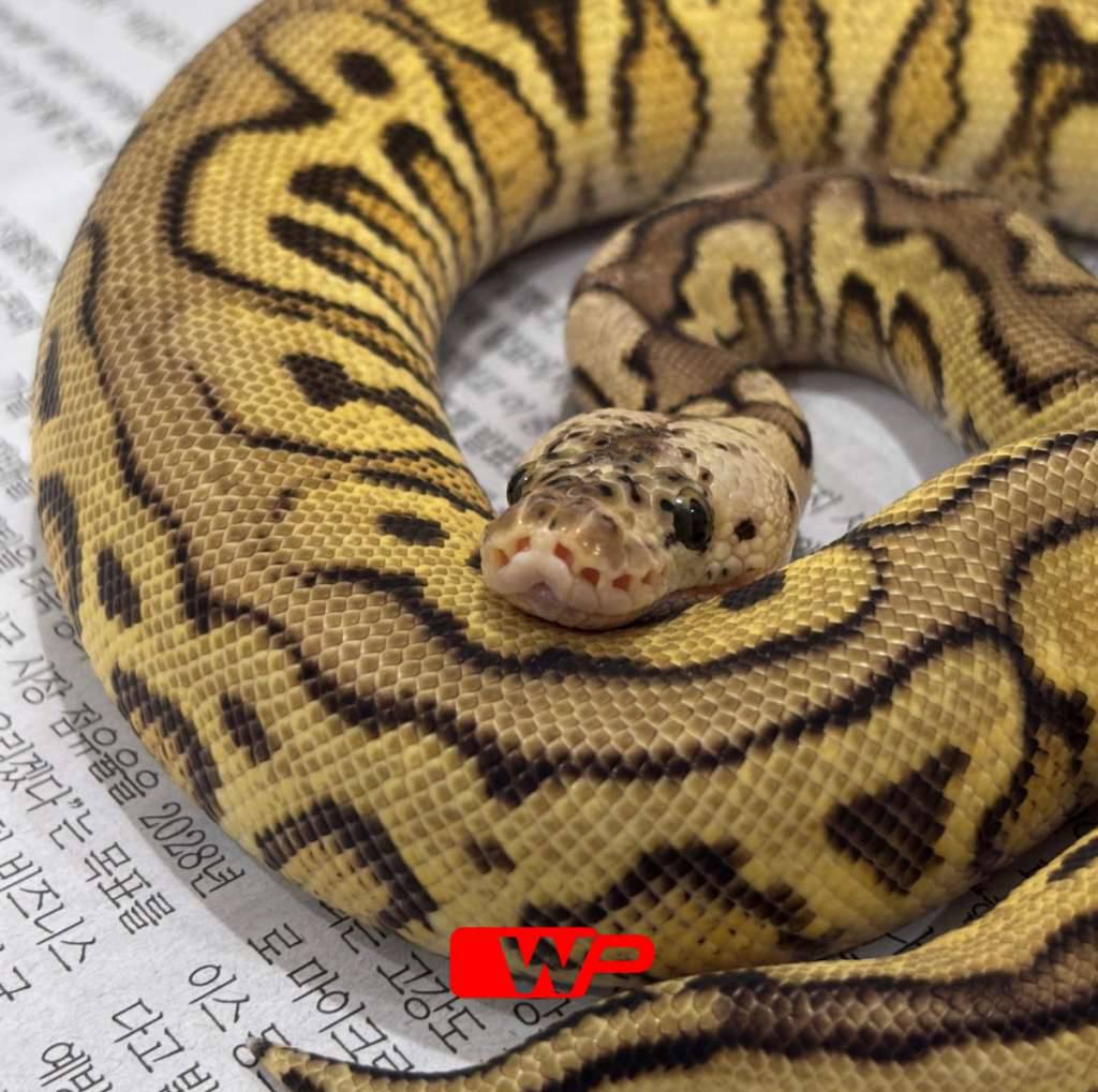 m-spotnose-pastel-het-desert-ghost-DTLSF7OIFZ