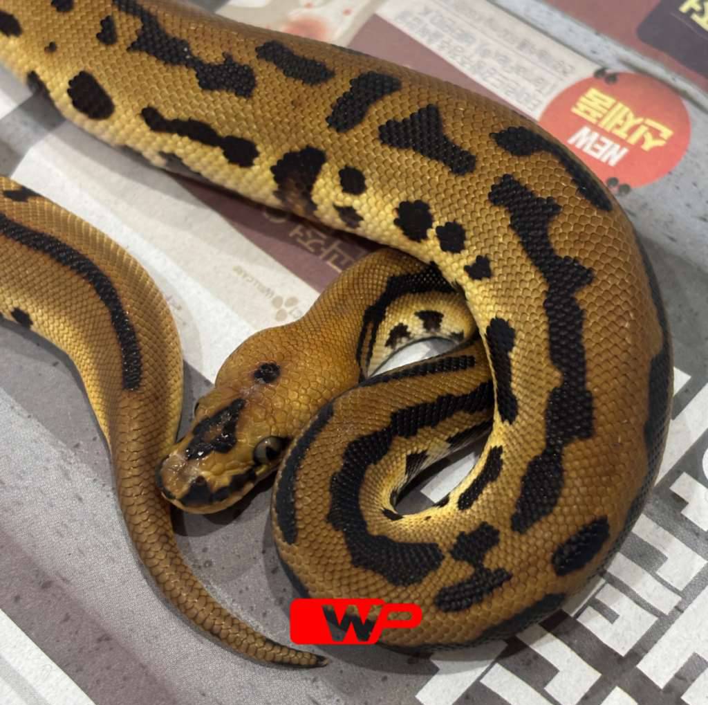 m-leopard-spotnose-clown-batman-het-pied-FQIF2XAMU3