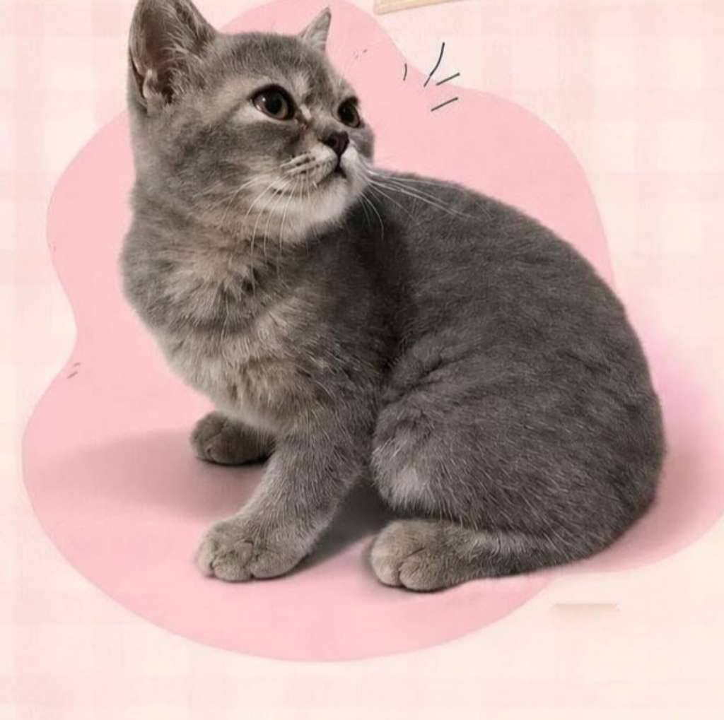 kucing-kitten-british-shorthair-blue-golden-femalepure-CGHVCRHSI0