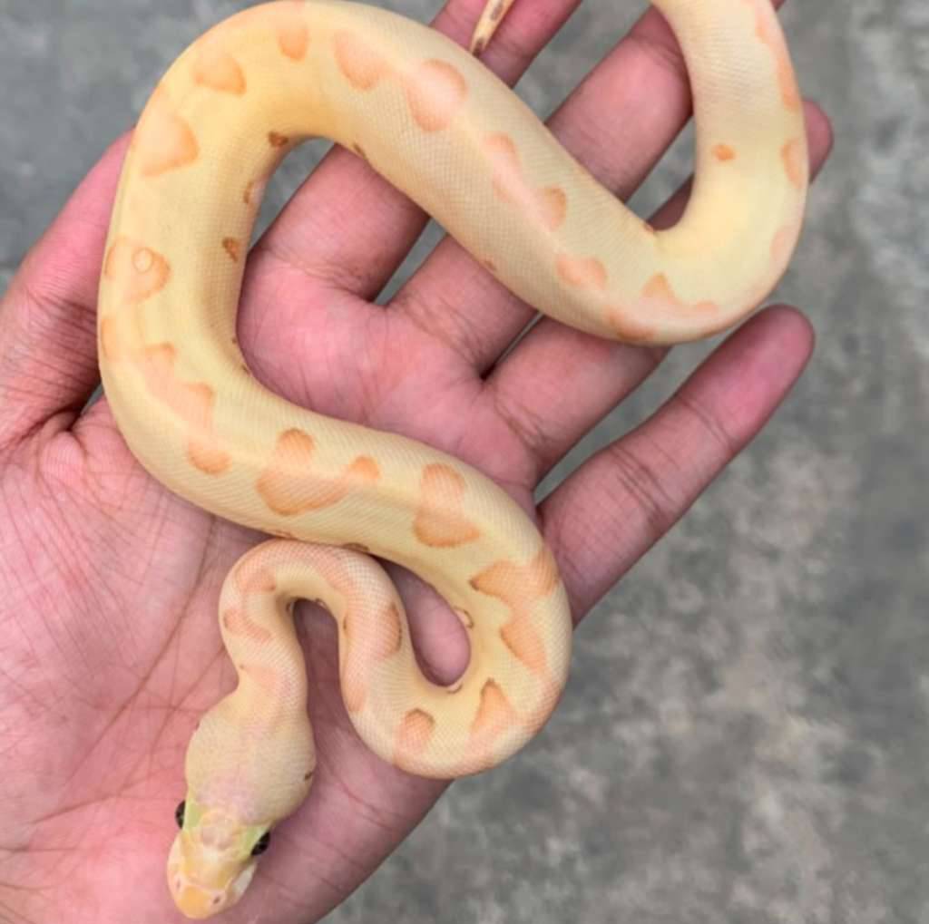 banana-pastel-enchi-clown-het-albino-PUYRYR4QHW