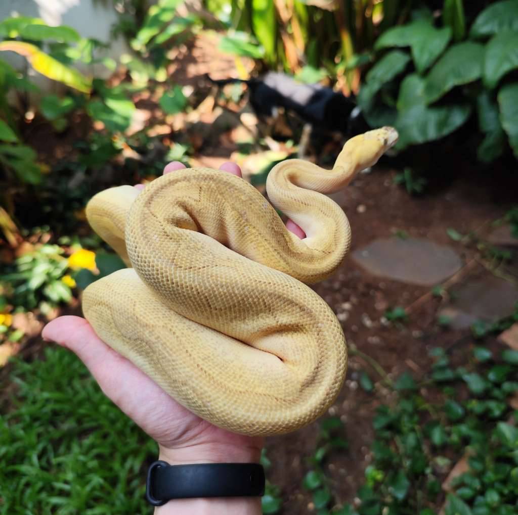 bp-clown-enchi-pastel-lesser-KNHZWIUZRW