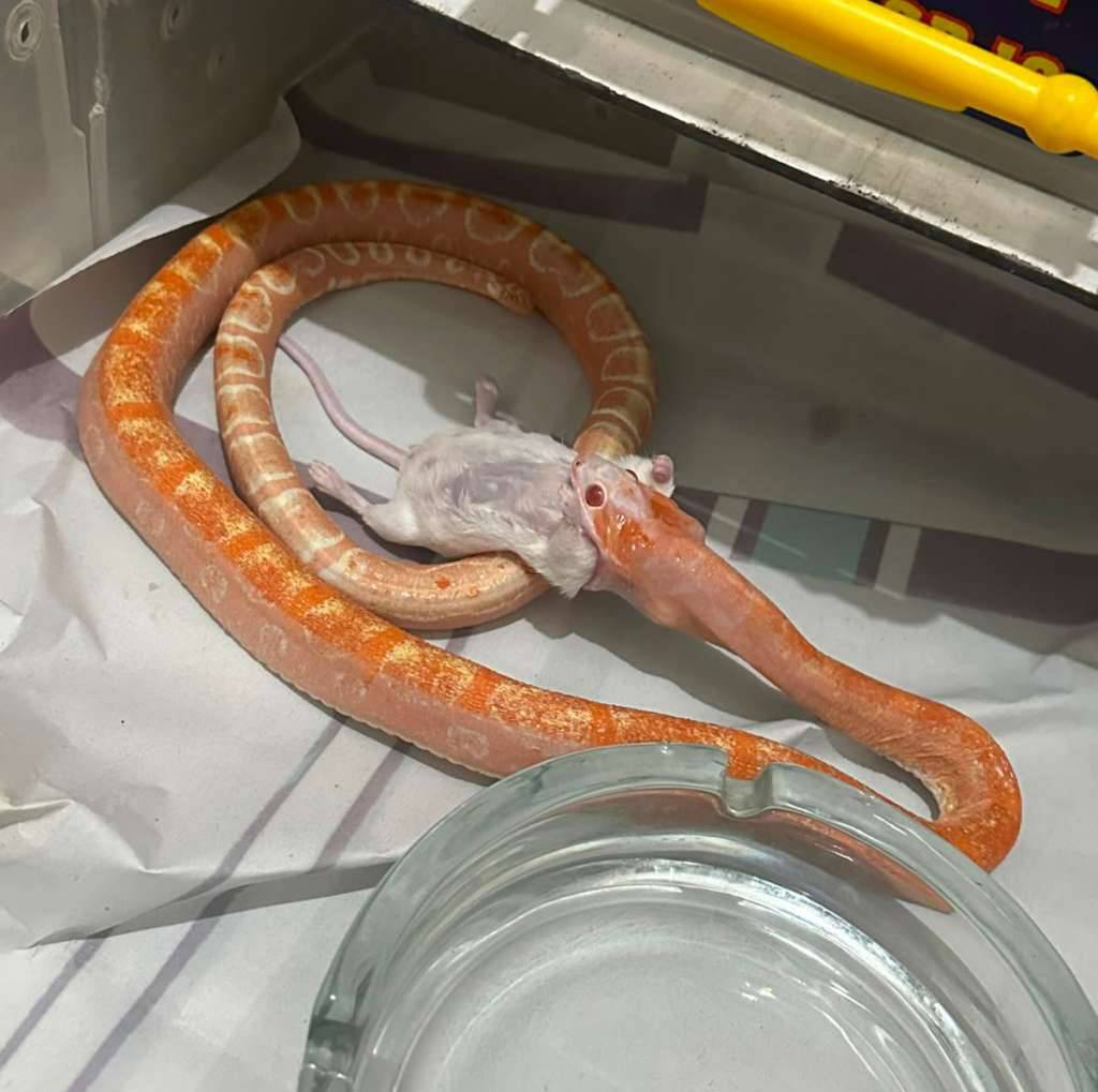 amel-scaleless-corn-snake-6IZ3B1AY35
