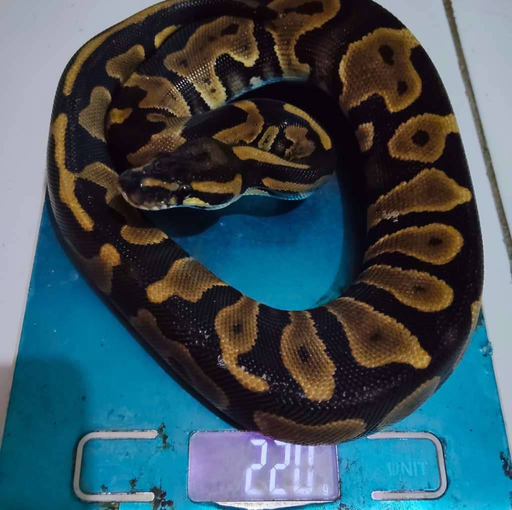 leopard-het-albino-100-0DUH47GG4T