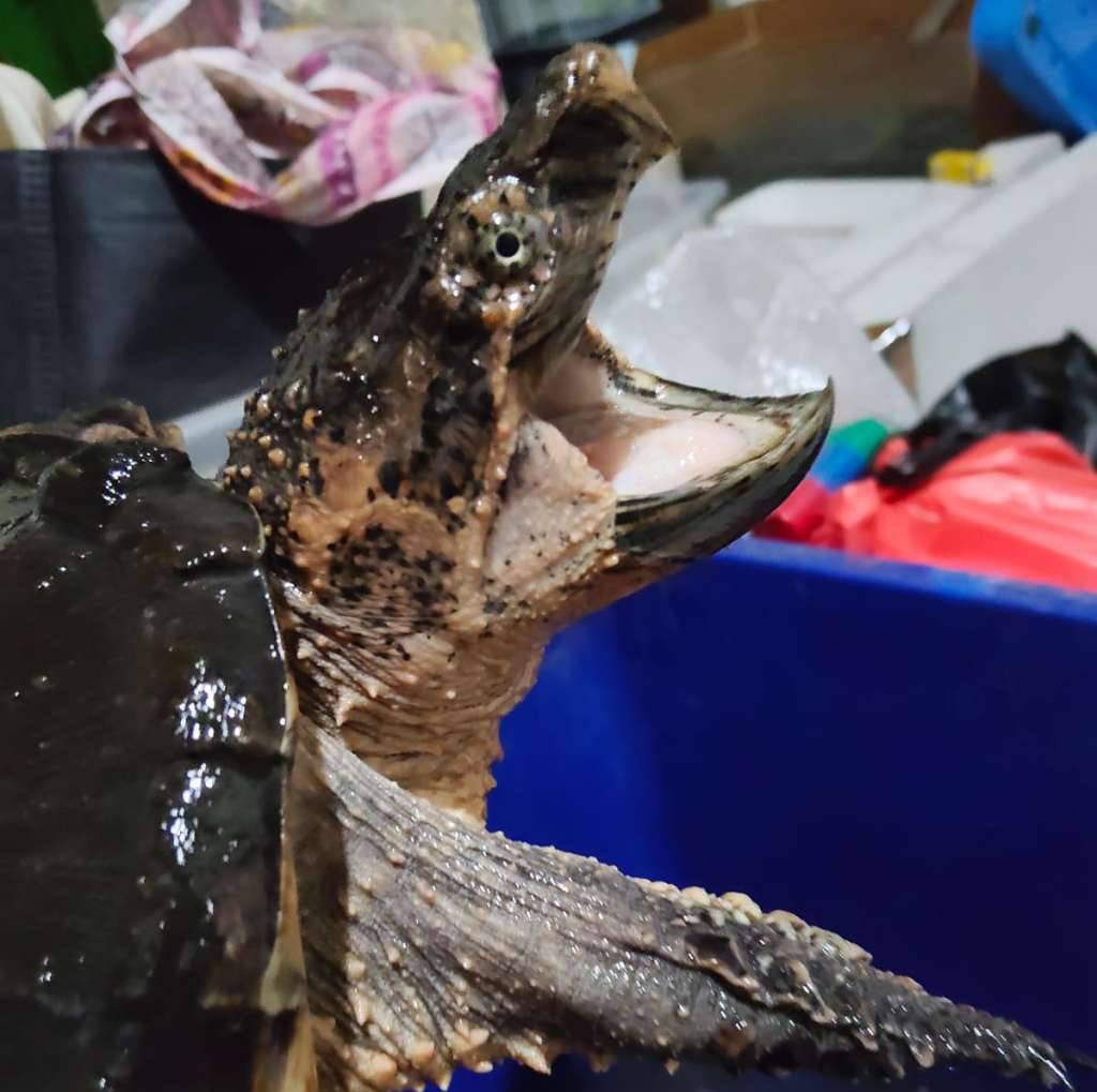 kurakura-hybrid-snapping-turtle-UK6YVQSFXB