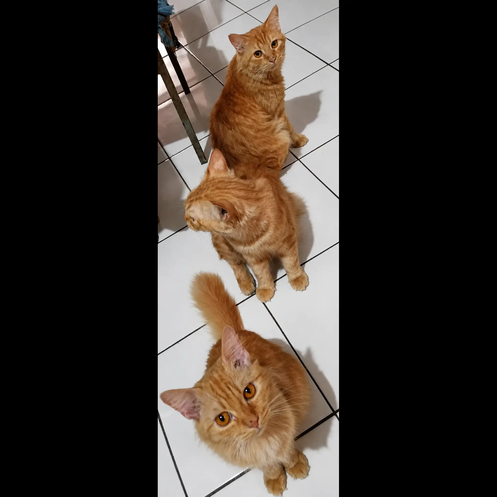 adopsi-bujang-8-bulan-2OVQ9EL3AR