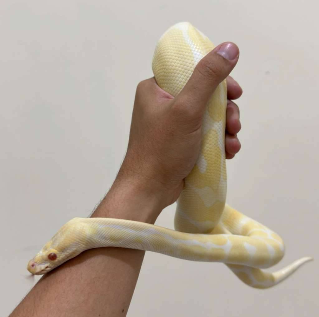 albino-ph-lavender-17PZZNK38L