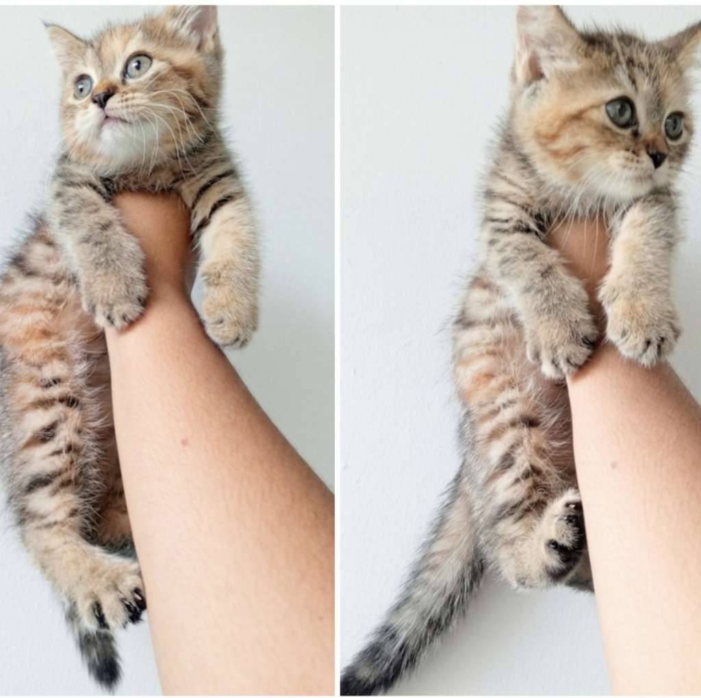 kucing-kitten-british-shorthair-golden-black-tabby-female-AG31OHOQC6