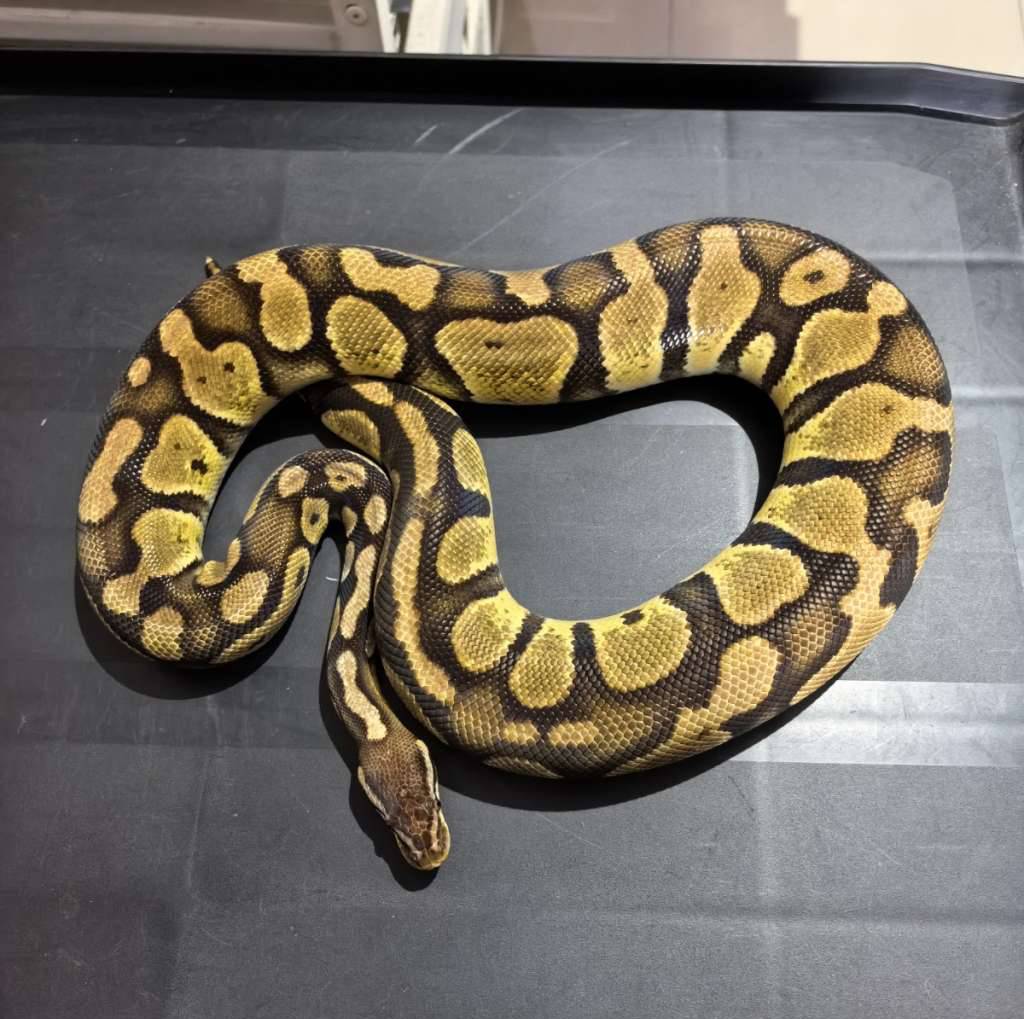 pastel-het-desert-ghost-OAMVEOGTK5