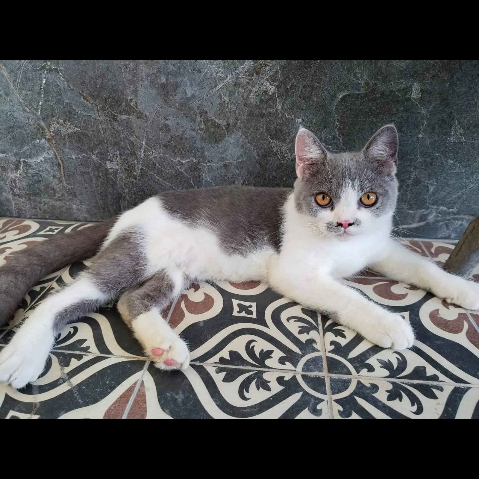 kitten-british-shorthair-jantan-lucu--sehat-V62R6LPAG1