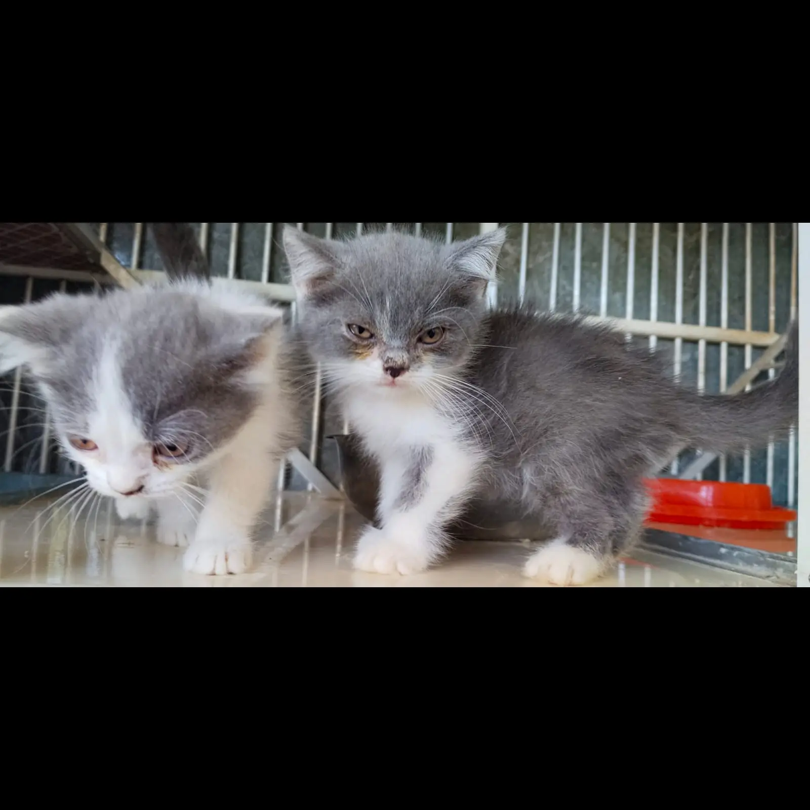 kitten-british-shorthair-bsh-bicolor-jantan--sehat--gemoy-9EUHRB23MY