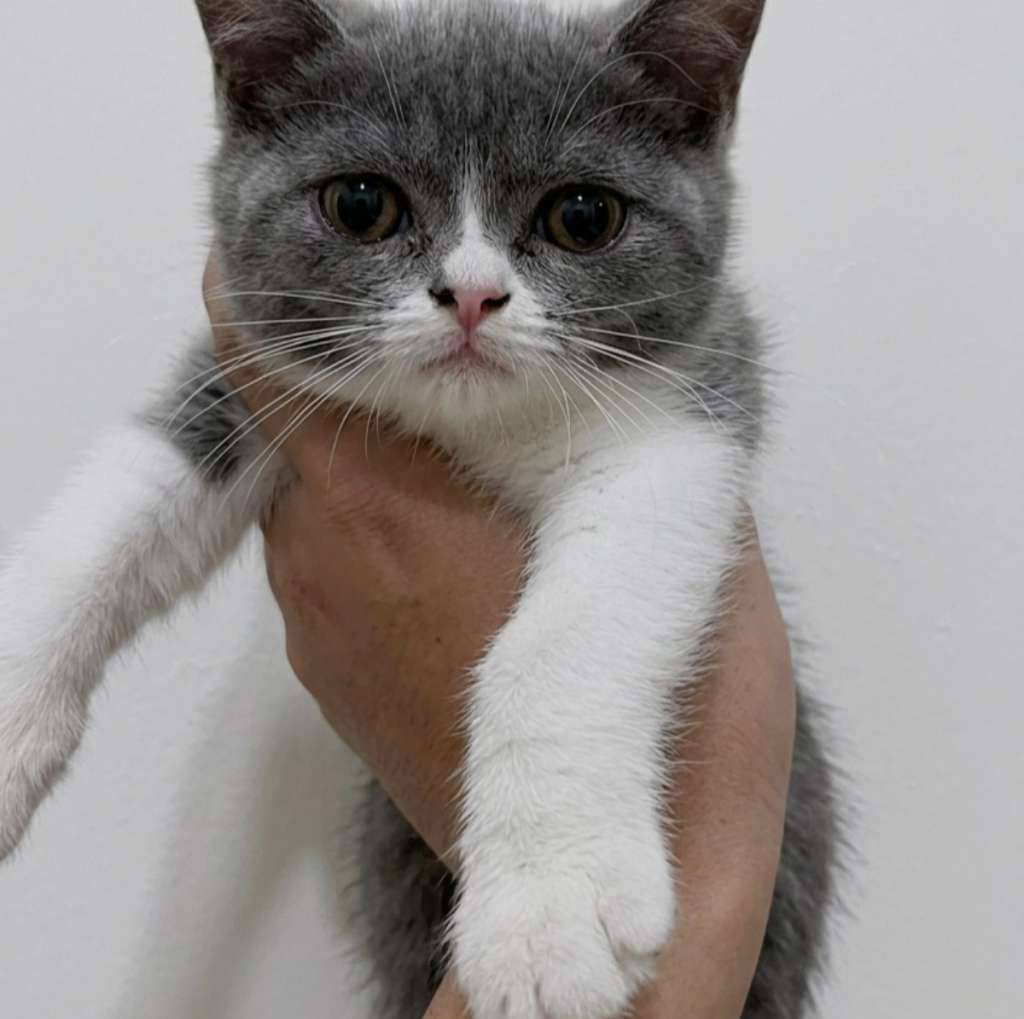 kucing-kitten-british-shorthair-bicolor-female-KOPHEC9SEI